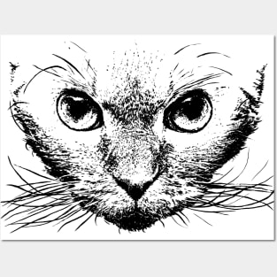 Devon rex Posters and Art